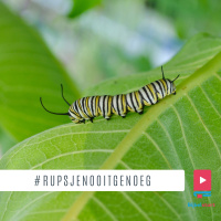 Afl. 134 #rupsjenooitgenoeg