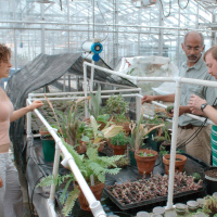 Plant Reproduction with the McLetchie Lab