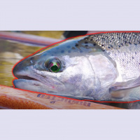 Sportsman MUST Get Involved.