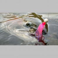 Steelhead Anglers In The PNW Are Under ATTACK!