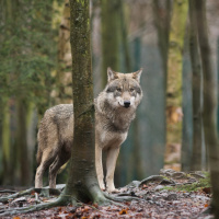 Stadtgespräch aus Monschau-Mützenich: Der Wolf in der Eifel