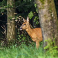Stadtgespräch Wermelskirchen: Wieviel Rehwild verträgt der Wald?