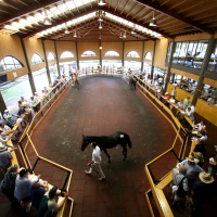 Jessie Gower - NZ Bloodstock – Karaka Sale Update Day 1