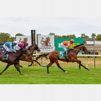 Great Western Cup Day Preview with Trav Noonan - 22nd January 2023