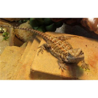 chris hannan will be live tonight