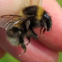 Var går gränsen för arternas försvinnande? (R)