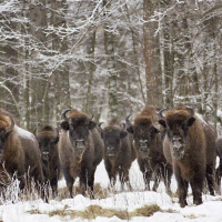 Visentens återkomst – från helt utrotad i det vilda till flera tusen djur