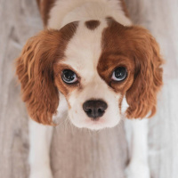 Så tolkar du hundens hemliga signaler