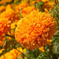 Flor de cempasúchil, un ícono de Día de Muertos