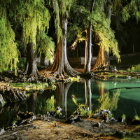 Los ahuehuetes se están extinguiendo