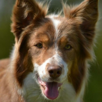 Aflevering 04 - Border Collies