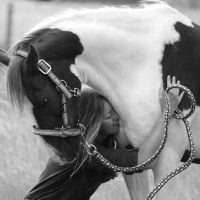 Aflevering 06 - Vrijheidsdressuur