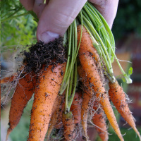 An Hour in the Garden 79 Sowing in September