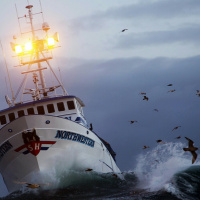 Onde estão os peixes?