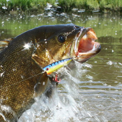 Midwest Hunting  Fishing