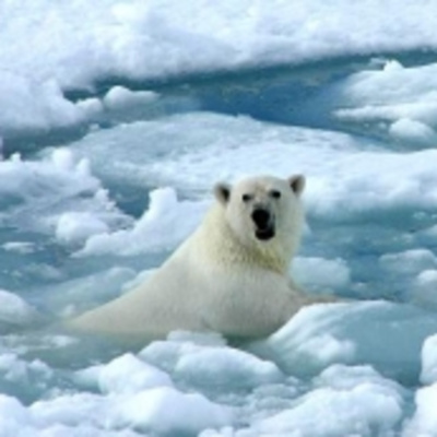 Descargas Predicanet