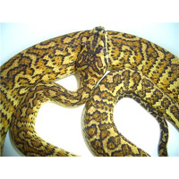 Morelia python radio welcomes Richard Simmons