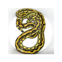 Morelia python radio. Morelia minutes