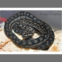Chuck Poland from Reaper Reptiles joins us 
