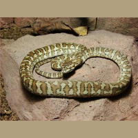 Ed Lilly joins us talking carpets and caging.