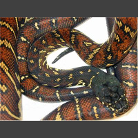 Ari Flagle talks Boelens pythons