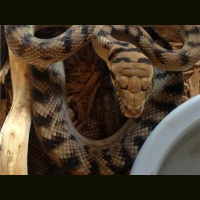 Dan Mulleary from DM Exotics joins us for some scrub talk