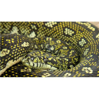 Tonight Damian Hyde from Reptile Connexion joins MPR.