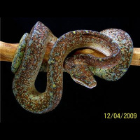 Greg Stephens talks chondros