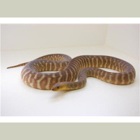 Jon Floyd joins us for some Woma talk!!