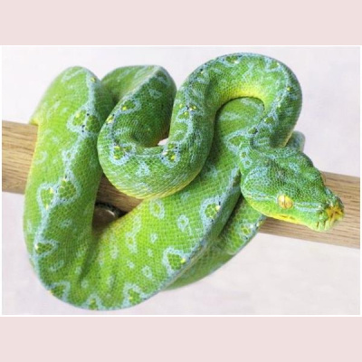 Morelia Pythons Radio