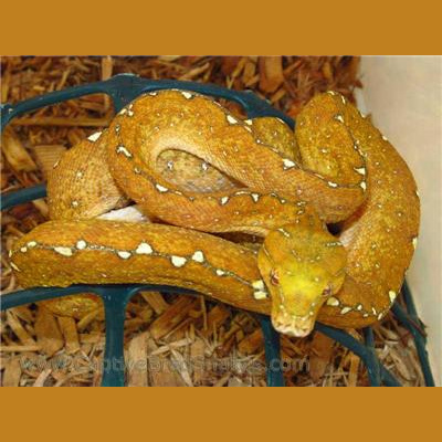 Morelia Pythons Radio