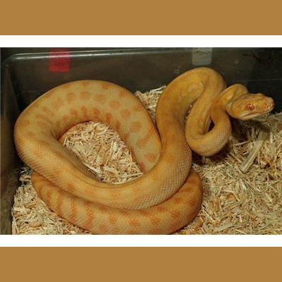 Morelia Pythons Radio