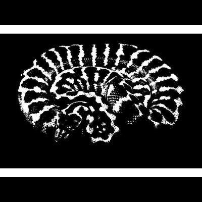 Morelia Pythons Radio