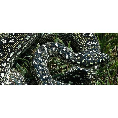 Morelia Pythons Radio