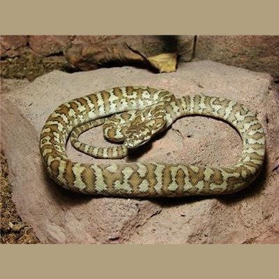 Morelia Pythons Radio