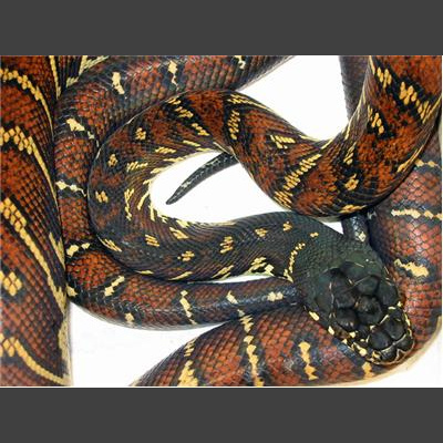 Morelia Pythons Radio