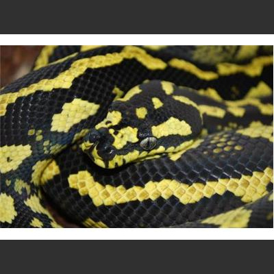 Morelia Pythons Radio