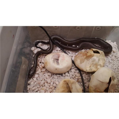 Morelia Pythons Radio