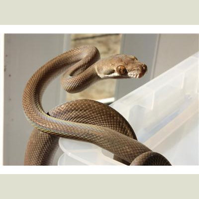 Morelia Pythons Radio