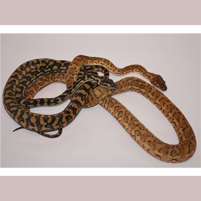 Morelia Pythons Radio