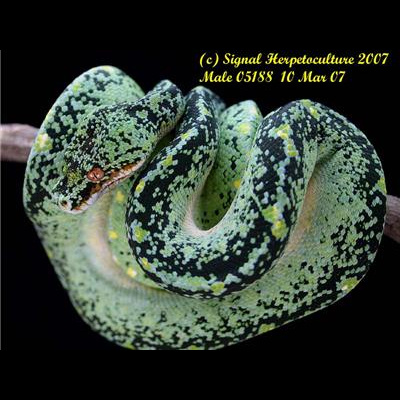 Morelia Pythons Radio