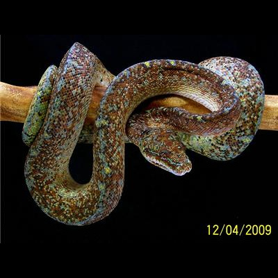 Morelia Pythons Radio