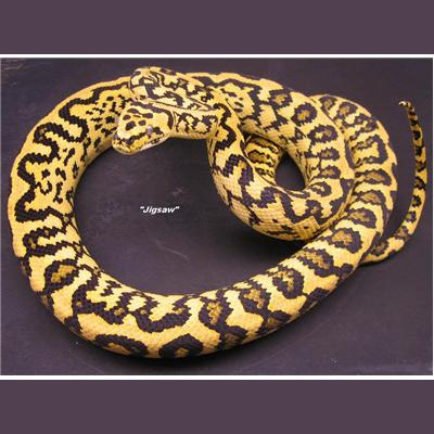 Morelia Pythons Radio