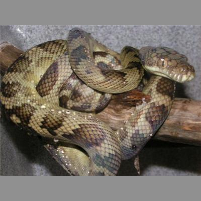 Morelia Pythons Radio