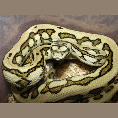 Morelia Pythons Radio