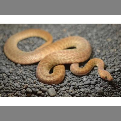 Morelia Pythons Radio