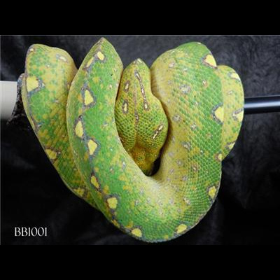 Morelia Pythons Radio