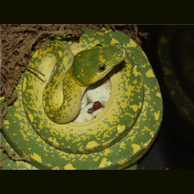 Morelia Pythons Radio