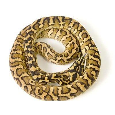 Morelia Pythons Radio