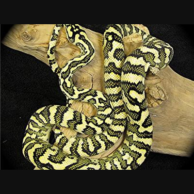 Morelia Pythons Radio